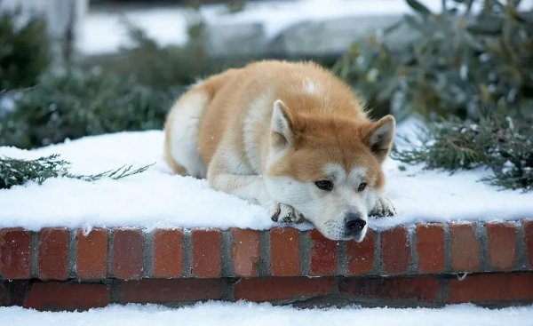 感人电影催泪的电影