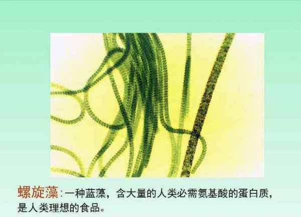 常见的藻类植物有哪些