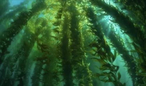 常见的藻类植物有哪些