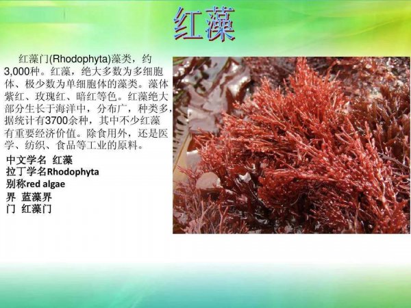 常见的藻类植物有哪些