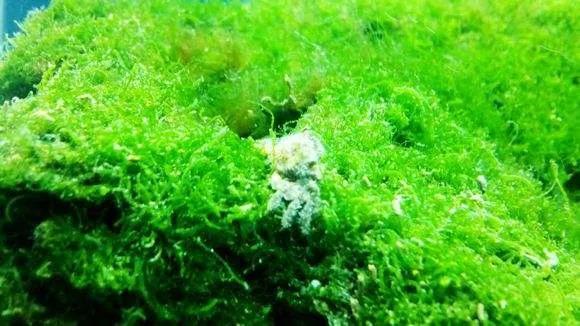 常见的藻类植物有哪些