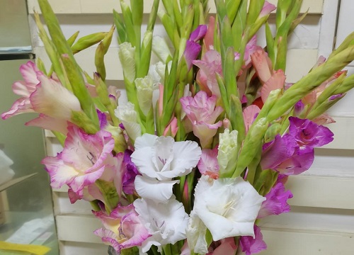 分手后想挽回送什么花