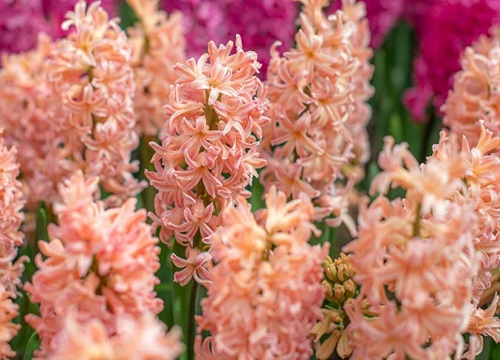 分手后想挽回送什么花