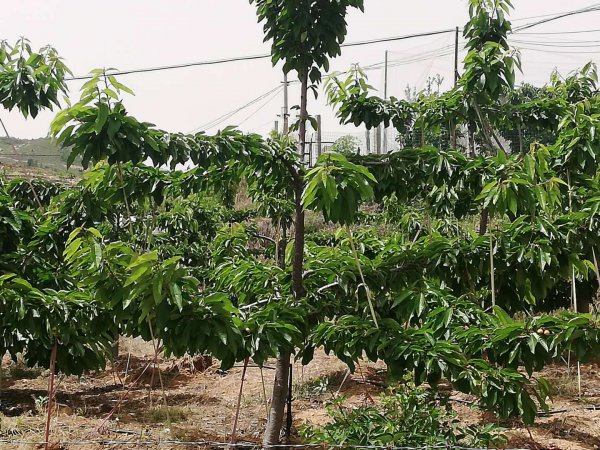 美国一号樱桃品种介绍