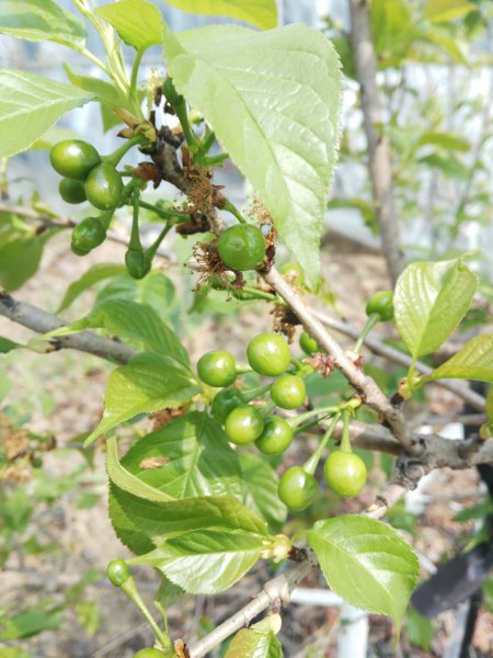 美国一号樱桃品种介绍