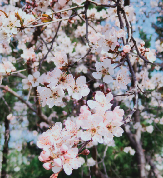 春天开花的树有哪些名字