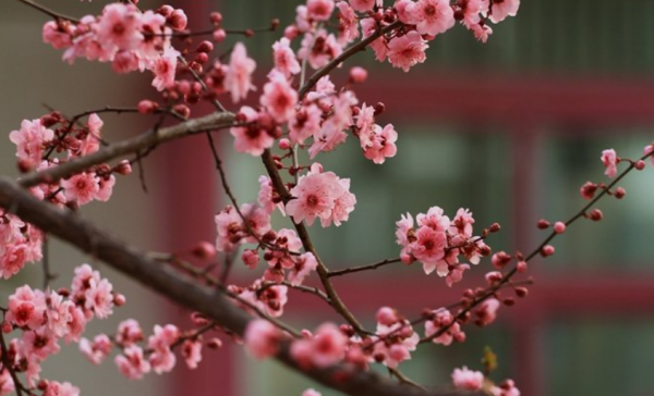 春天开花的树有哪些名字