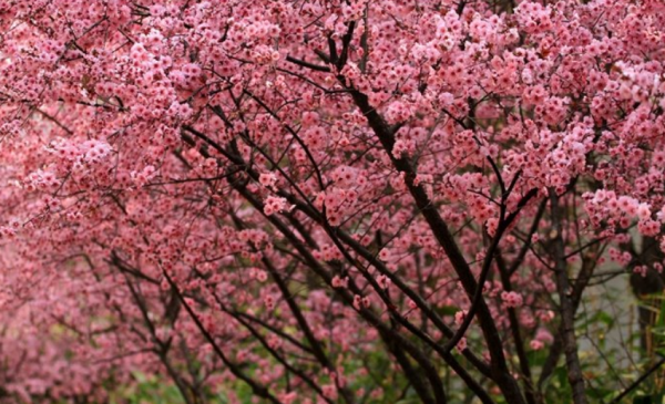 春天开花的树有哪些名字