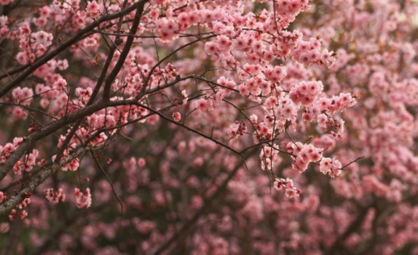 春天开花的树有哪些名字