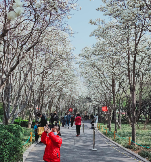 春天开花的树有哪些名字