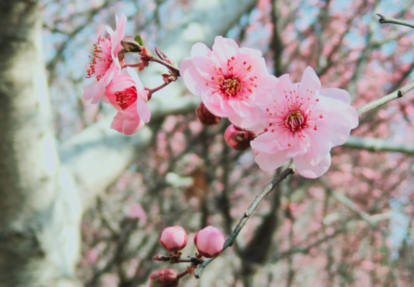 春天开花的树有哪些名字