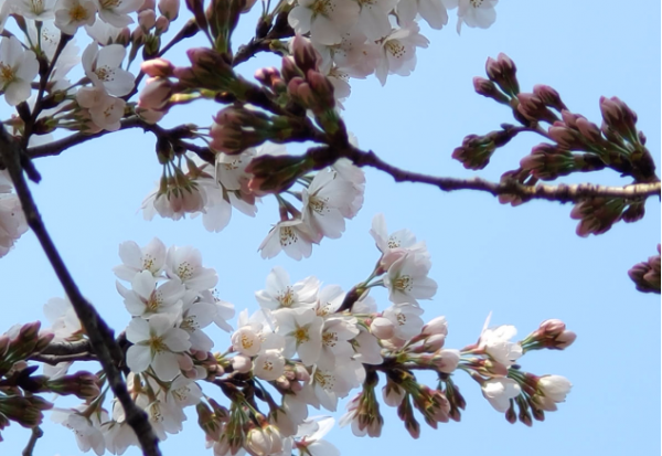 春天开花的树有哪些名字