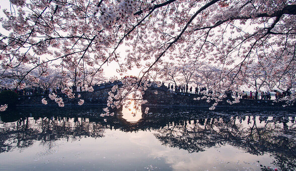 春天开花的树有哪些名字