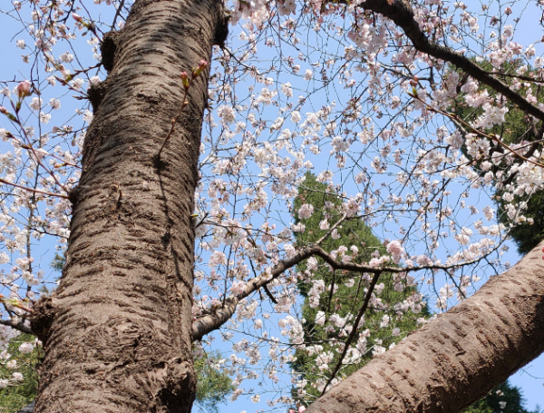春天开花的树有哪些名字