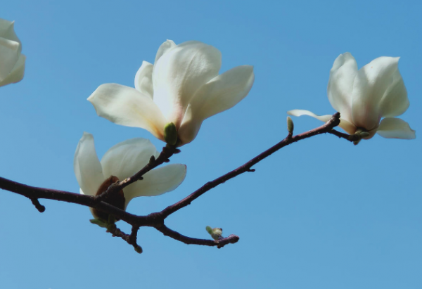 春天开花的树有哪些名字