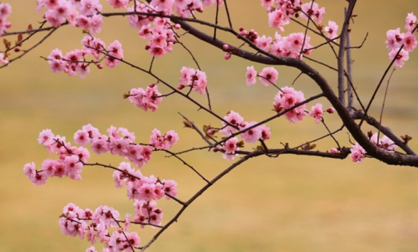 春天开花的树有哪些名字