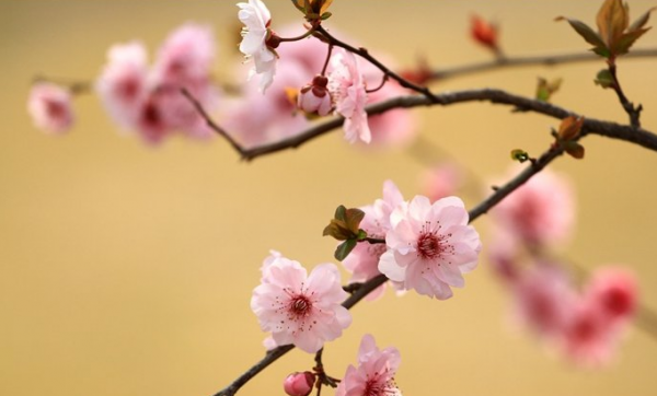 春天开花的树有哪些名字