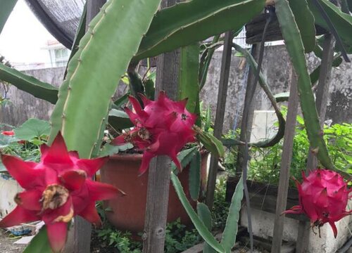 昙花果实能吃吗