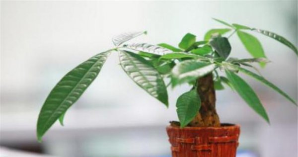 办公室里发财树枯萎不长怎么办