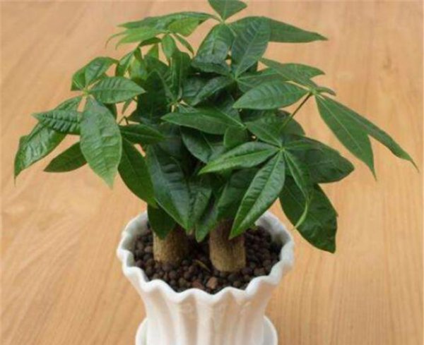 办公室里发财树枯萎不长怎么办