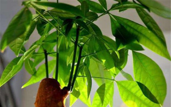 办公室里发财树枯萎不长怎么办