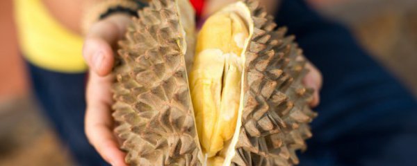 怎么分辨榴莲好坏