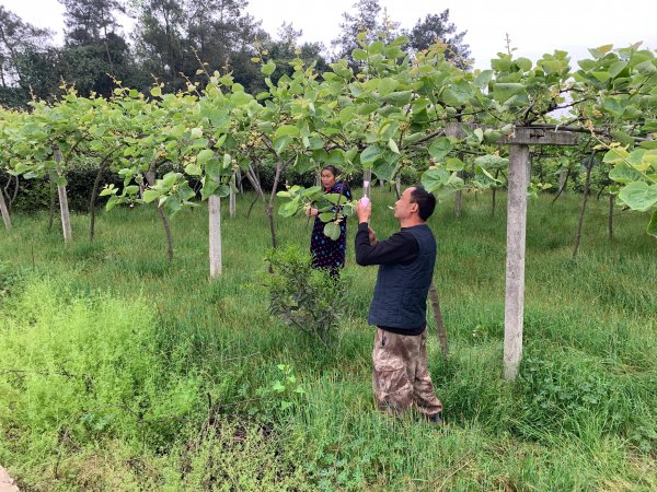 猕猴桃是人工授粉还是自然授粉