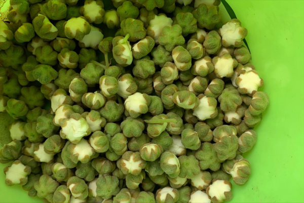 猕猴桃是人工授粉还是自然授粉