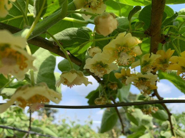 猕猴桃是人工授粉还是自然授粉