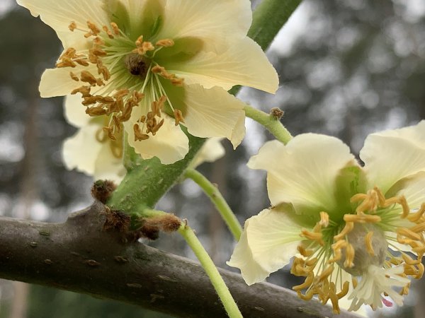 猕猴桃是人工授粉还是自然授粉