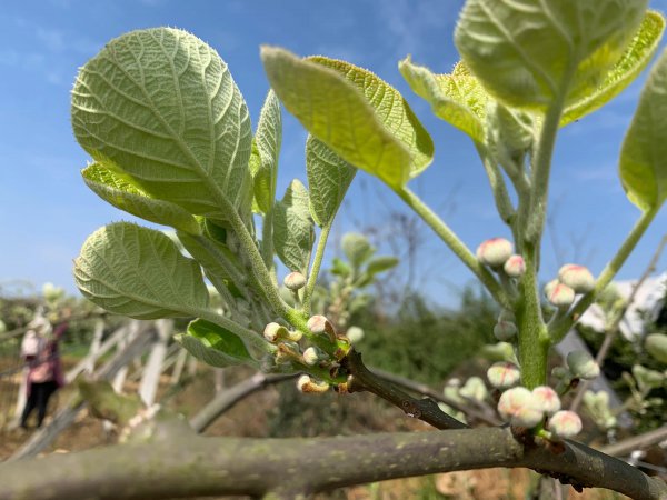 猕猴桃是人工授粉还是自然授粉