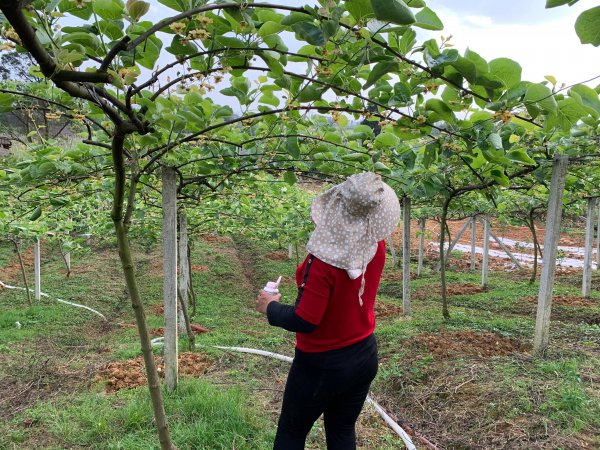 猕猴桃是人工授粉还是自然授粉