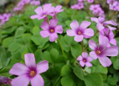 三叶草开花吗 开花是什么颜色