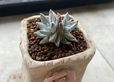 多肉白菊的养殖方法和注意事项 白菊多肉的养护方法