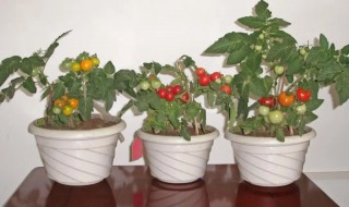 盆栽西红柿开花前管理方法 盆栽西红柿开花前如何管理