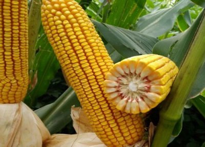 秋乐368玉米品种介绍 秋乐368玉米种子抗性与产量