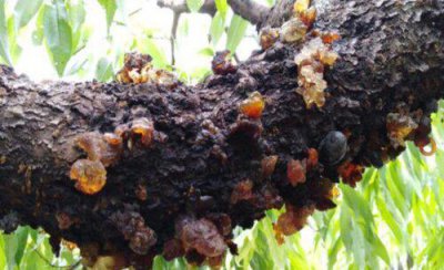 桃树流胶病怎么处理 桃树流胶病害的原因及防治方法