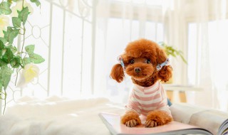 怎样挑选优质的泰迪 如何挑选优质的泰迪