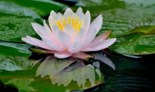 莲怎么养才能更旺盛 莲应该怎么养才能更旺盛