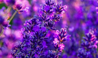 弥勒薰衣草几月份开花 弥勒薰衣草什么时候开花