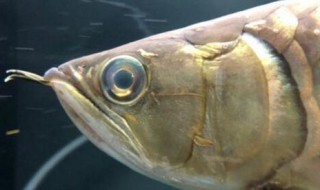 龙鱼眼睛有白膜怎么办 龙鱼眼睛有白膜的解决方法