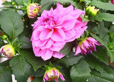 大丽花花黄叶干叶要怎么处理 叶子干枯焦叶怎么回事