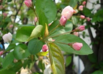 海棠花叶子发黄怎么回事 四大叶枯萎发黄原因及治疗方法