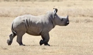 犀牛的寓意和象征是什么 犀牛的寓意和象征是啥