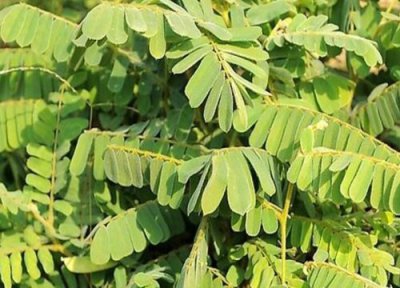 鸡骨草有几个品种 鸡骨草有多少个品种