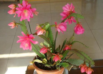 令箭荷花的花期时间 令箭荷花花期是什么时候