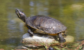客厅水池适合养什么龟 家中鱼缸养什么龟镇宅旺财