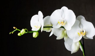 兰花种植方法注意事项 兰花的养殖方法和注意事项有哪些