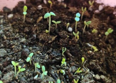 白晶菊播种适合时间 白晶菊什么时候播种合适