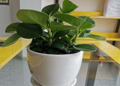 豆瓣绿怎么修剪方法 豆瓣绿什么时候修剪合适